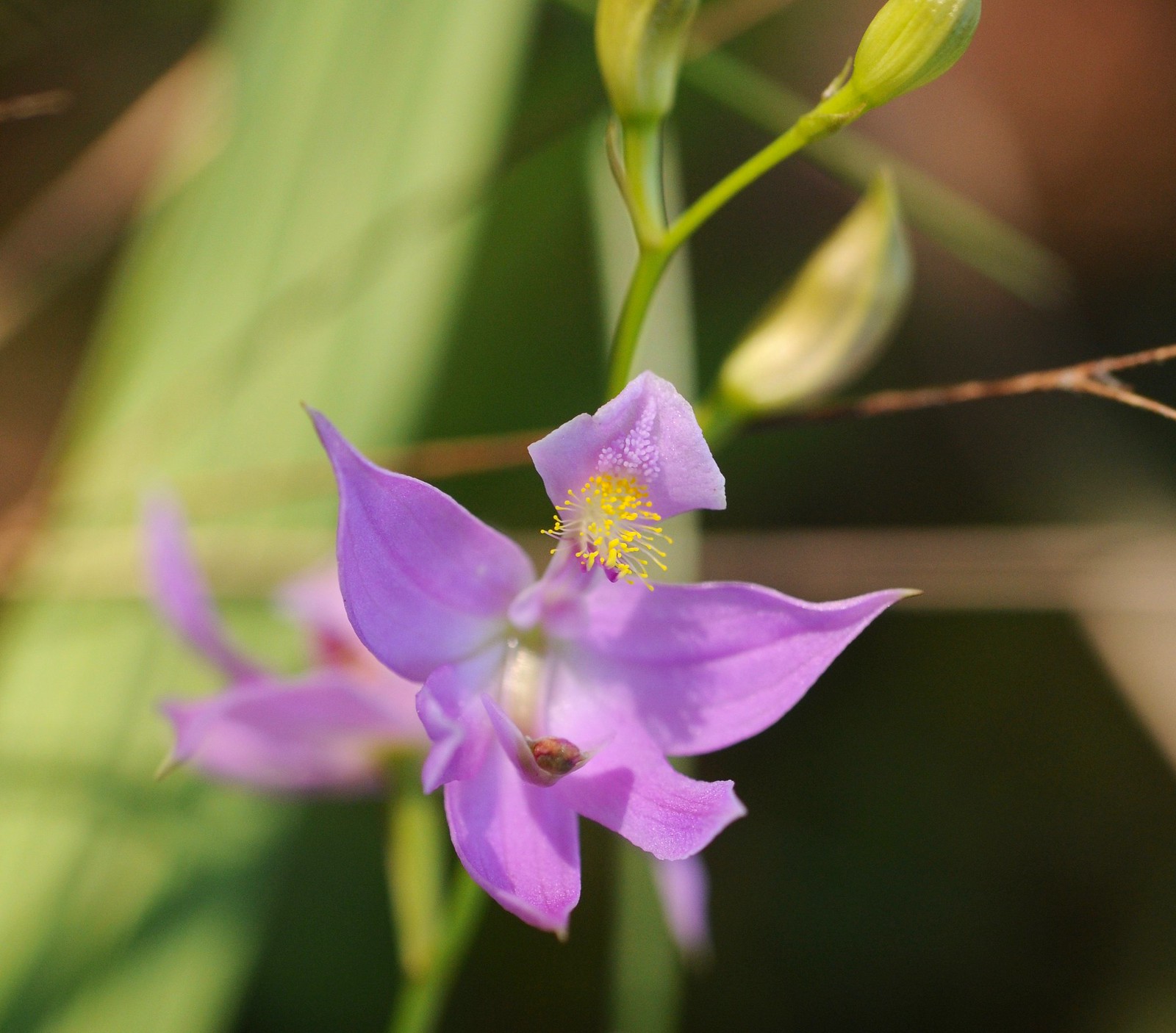 "Calopogon oklahomensis" by sonnia hill is licensed with CC BY 2.0. To view a copy of this license, visit https://creativecommons.org/licenses/by/2.0/