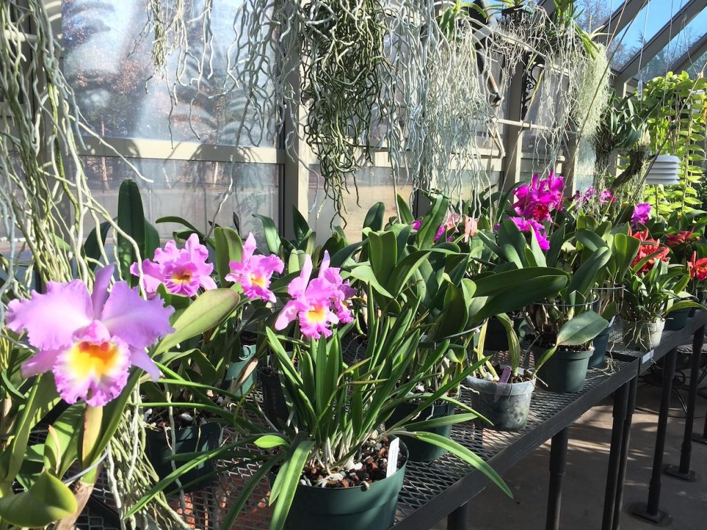 Orchid Growers & Suppliers Oklahoma Orchid Society