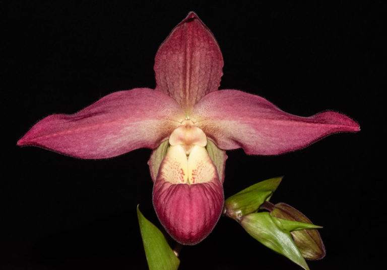 GPJC April 2021 AOS Awards – Oklahoma Orchid Society