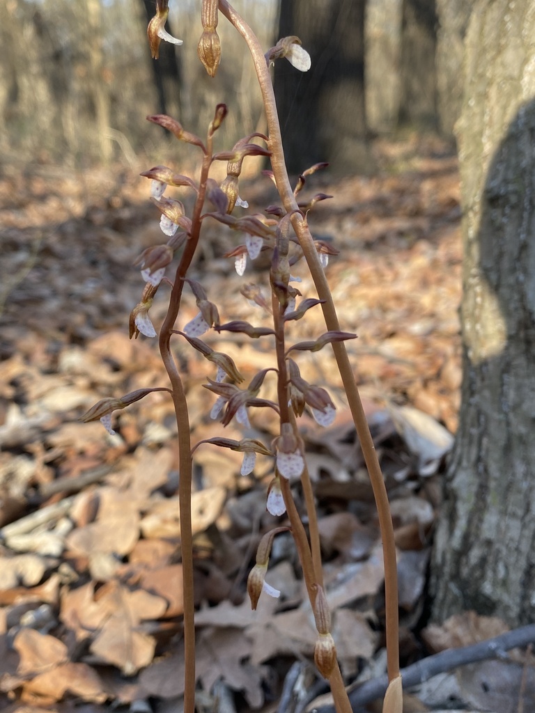Oklahoma native orchid Wister's Coralroot
