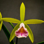 Kansas Orchid Society Show October 5, 2024 AOS Awards