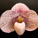 Oklahoma Orchid Society 75th Anniversary Show                      AOS Awards May 3, 2025