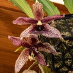 GPJC May 3, 2025 AOS Awards