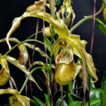 GPJC June 21, 2025 AOS Awards