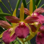 GPJC August 16, 2025 AOS Awards