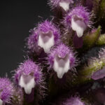 GPJC September 20, 2025 AOS Awards