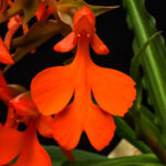 Kansas Orchid Society Fall Show October 3, 2025 AOS Awards