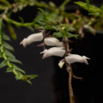 GPJC October 3, 2025 AOS Awards