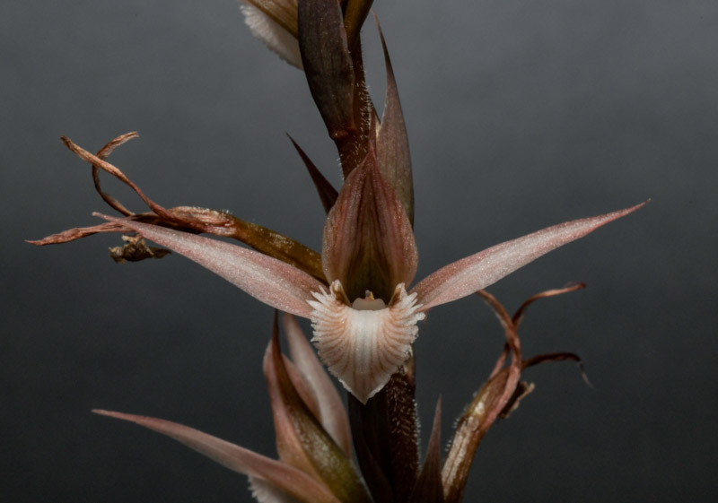 GPJC December 20, 2025 AOS Awards