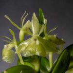 Oklahoma Orchid Society Show, Cruising for Orchids on Route 66, May 2, 2026 AOS Awards