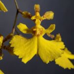 Tulsa Orchid Society Show, Orchid Kicks on Route 66, May 16, 2026 AOS Awards