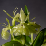 Oklahoma Orchid Society Show, Cruising for Orchids on Route 66, May 2, 2026 AOS Awards